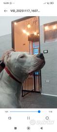 Dogo argentino 6 mesi