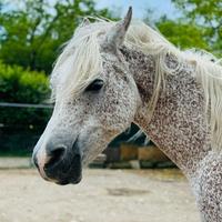 Cavallo arabo