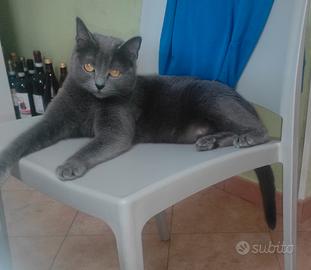 Certosini gattini