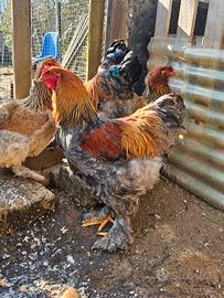 Ultima coppia brahma gigante