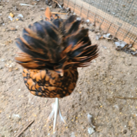 Padovani oro orlata