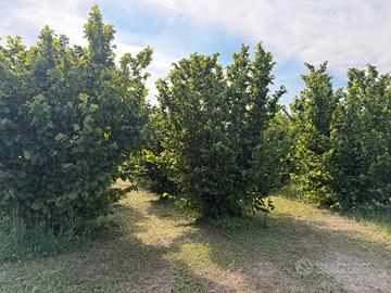 Terreno con nocciole a Rocca D'Evandro (CE)