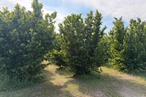 Terreno con nocciole a Rocca D'Evandro (CE)