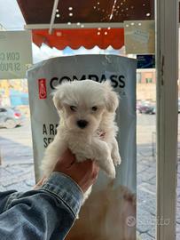 Cuccioli di maltese
