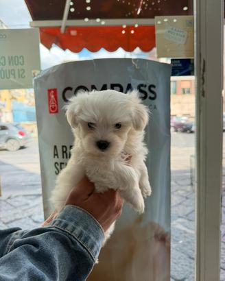 Cuccioli di maltese