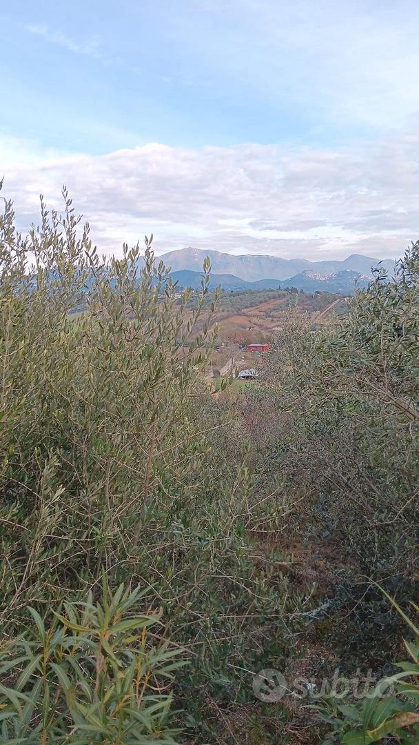 TERRENO AGRICOLO Piante di ulivo - Vista 3