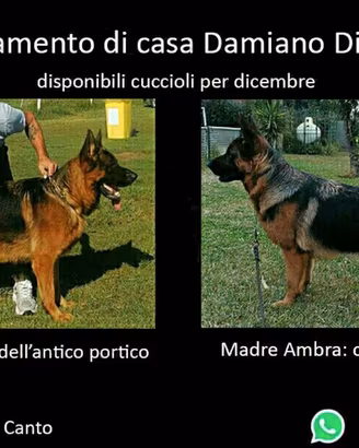 Pastore Tedesco