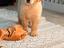 Immagine 11