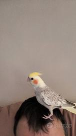 Pappagalli calopsite inseparabili e cocorite