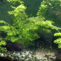 piante acquatiche
