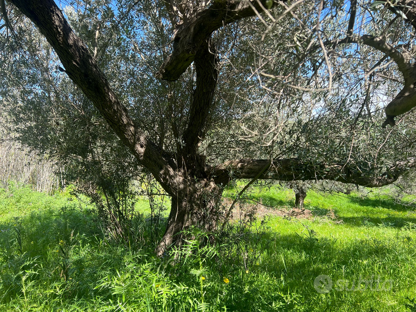 Terreno con ulivi centenari - Vista 3
