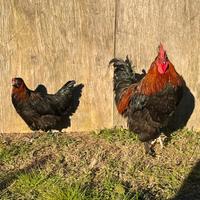 Marans nero-ramato