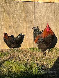 Marans nero-ramato