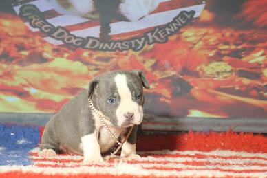 American Bully femmine