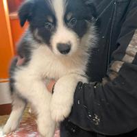 Cuccioli Di Border Collie Alta Genealogia