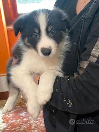 Cuccioli Di Border Collie Alta Genealogia