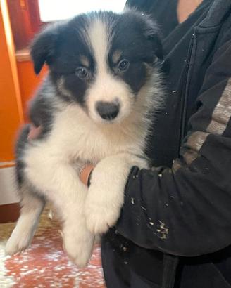 Cuccioli Di Border Collie Alta Genealogia