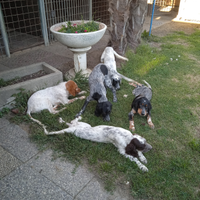 Cuccioli setter inglese