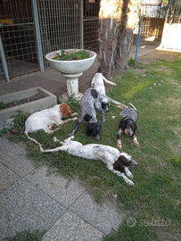 Cuccioli setter inglese