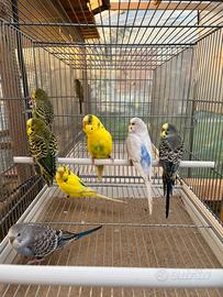 Cocorite normali e inglesi