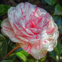 Sig.ra disponibile per pulizie domestiche