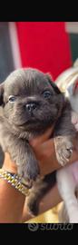 Bulldog francese