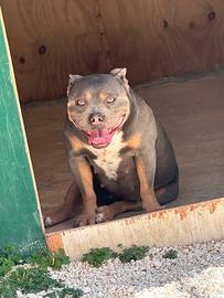 American bully pochet
