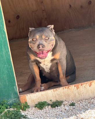 American bully pochet