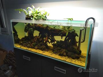 Acquario 