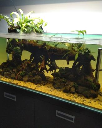 Acquario 