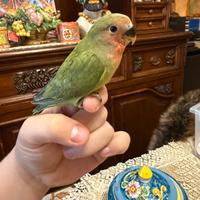 Inseparabile allevato a mano pappagallo