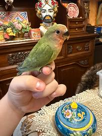 Inseparabile allevato a mano pappagallo