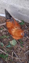 Gallo