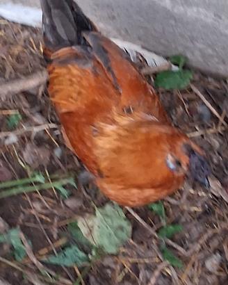Gallo