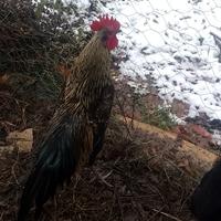 Gallo Phoenix gold
