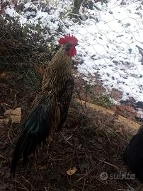 Gallo di razza Phoenix gold