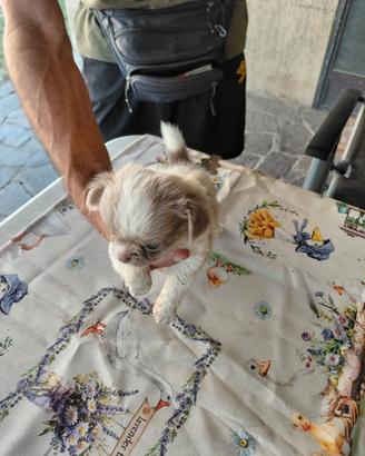 Cane femmina
