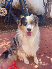 Pastore australiano blue merle per monta