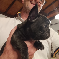 Cuccioli bulldog francese