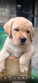 Due splendidi cuccioli di labrador