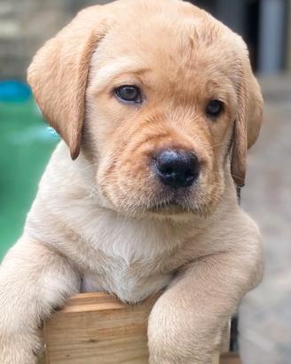 Due splendidi cuccioli di labrador