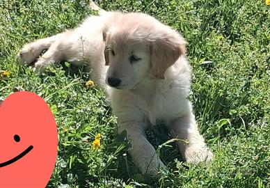 Cuccioli di Golden retriever anglo americano