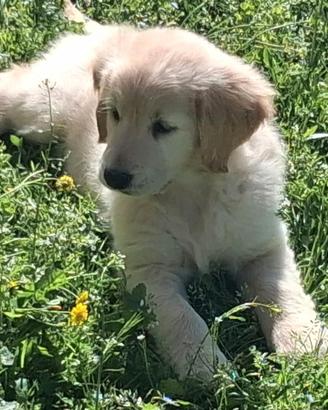 Cuccioli di Golden retriever anglo americano