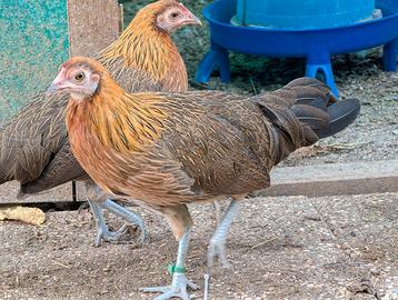 Galline Phoenix