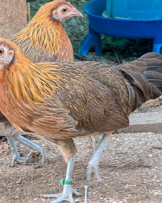 Galline Phoenix