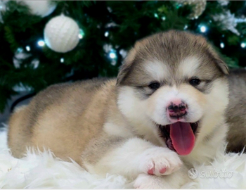 Alaskan malamute
