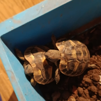 Tartarughe di terra piccole