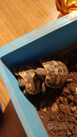 Tartarughe di terra piccole