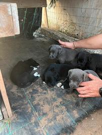 Cuccioli di cani