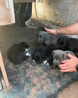 Cuccioli di cani